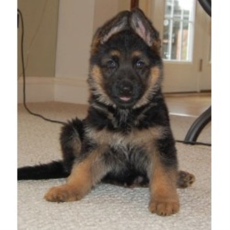 GSD,Alsatian in New Hampshire picture 2
