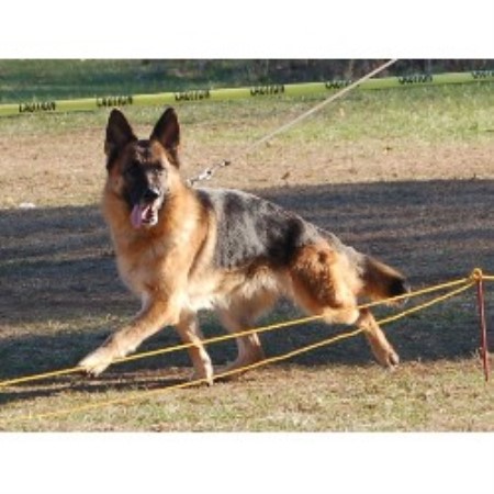German Shepherd Dog breeder in Wilton New Hampshire
