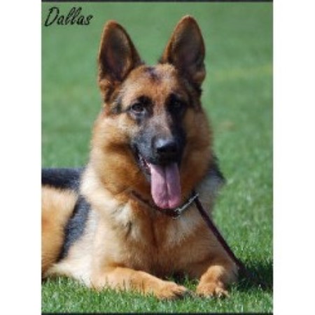 free puppies in nh vom haus hutfeld german shepherd breeder in wilton new hshire listing id 9674 free puppies in nh vom haus hutfeld german shepherd breeder in wilton new hshire listing id 9674