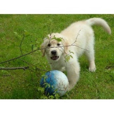 Golden Retriever in Massachusetts picture 2