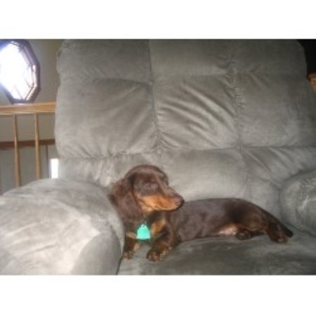 Conway our Long Haired Male