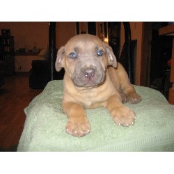 Cane Corso Breeder in Smithfield, Illinois