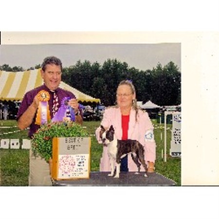 Boston Terrier breeder in New Hampshire picture 2