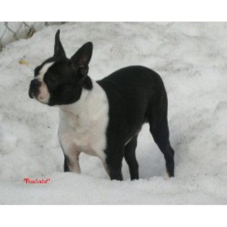 Boston Terrier breeder in Wentworth New Hampshire
