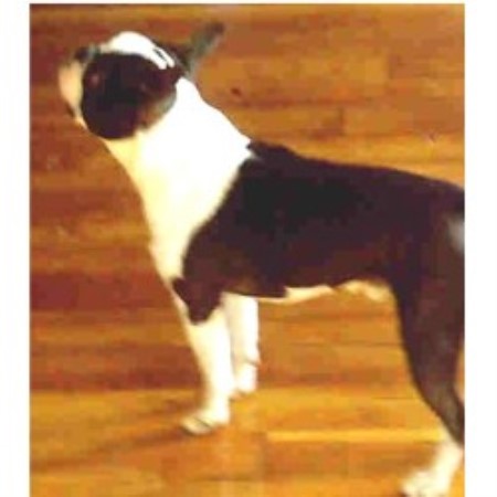 Boston Terrier in New Hampshire