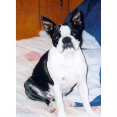 Boston Terrier in New Hampshire picture 2