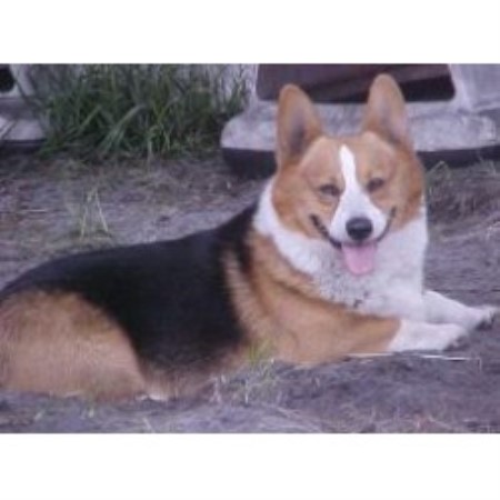 Pembroke Welsh Corgi Breeder in Osteen, Florida