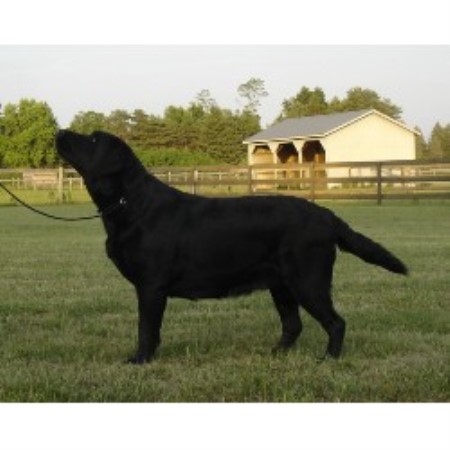 Lab breeder in New York picture 2