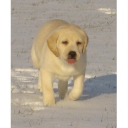 Labrador Retriever breeder in Fonda New York