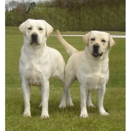 Labrador Retriever Breeder in Fonda, New York