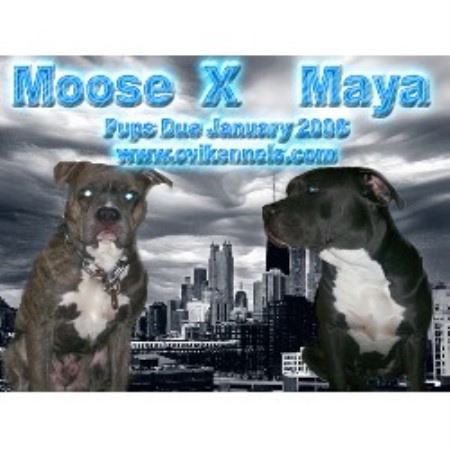 American Pit Bull Terrier breeder in Steger Illinois