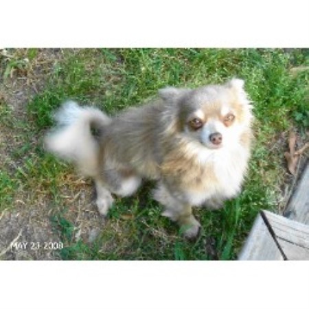 pomeranian puppies in nc chihuahua pomeranian puppies for sale in carolina t and a breeds picture pomeranian puppies in nc chihuahua pomeranian puppies for sale in carolina t and a breeds picture