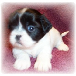 Shih Tzu in Alabama picture 2
