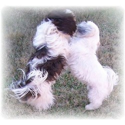 Shih Tzu in Alabama