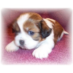 Shih Tzu breeder in Muscle Shoals Alabama