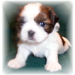 Shih Tzu breeder in Alabama picture 2