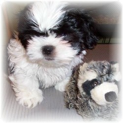 Shih Tzu Breeder in Muscle Shoals, Alabama