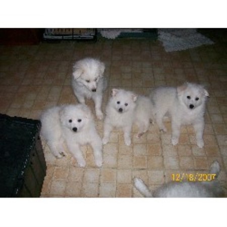 American Eskimo Dog breeder in Piqua Ohio