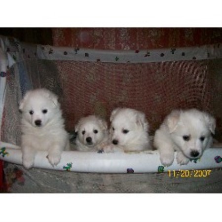 American Eskimo Dog in Ohio picture 2