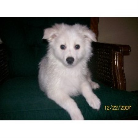 American Eskimo Dog breeder in Ohio picture 2