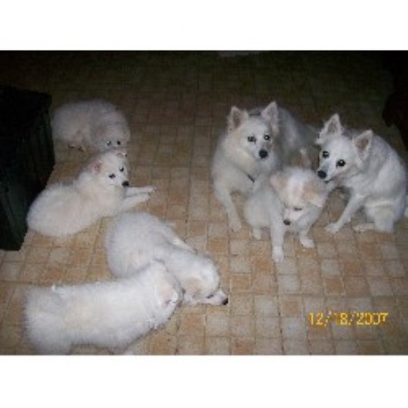 American Eskimo Dog in Ohio