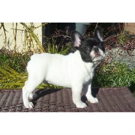 French Bulldog Rescue Rhode Island French Bulldog Rescue Rhode Island