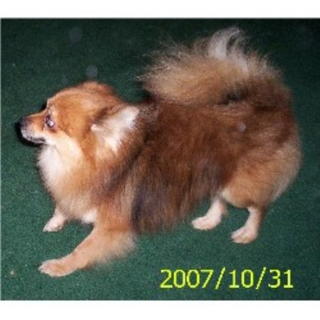 Pomeranian breeder in Calera Alabama