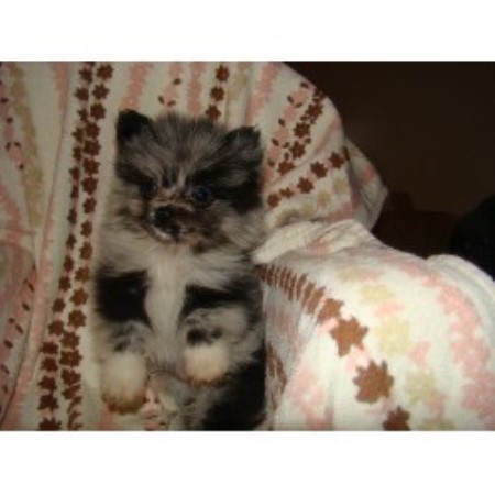 pomeranian rescue seattle pomeranian rescue tennessee breeds picture pomeranian rescue seattle pomeranian rescue tennessee breeds picture