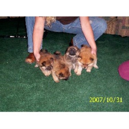 Pomeranian in Alabama picture 2