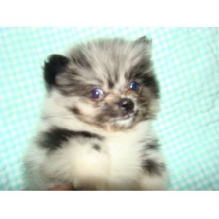 pomeranian rescue alberta sherby s poms pomeranian breeder in calera alabama listing id 9723 pomeranian rescue alberta sherby s poms pomeranian breeder in calera alabama listing id 9723