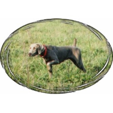 Weimaraner Breeder in Carter, Montana