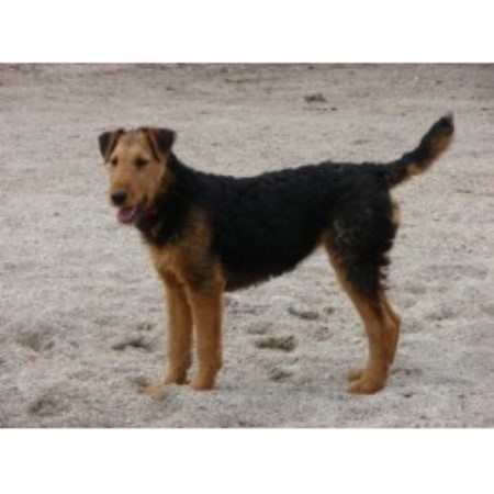 golden retriever rescue columbus ohio airedale terrier breeders columbus ohio dogs in our photo golden retriever rescue columbus ohio airedale terrier breeders columbus ohio dogs in our photo
