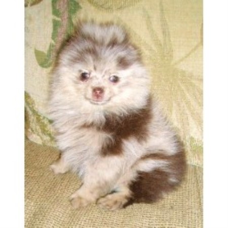 pomeranian breeders az precious poms persians pomeranian breeder in arizona pomeranian breeders az precious poms persians pomeranian breeder in arizona