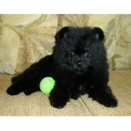 pomeranian breeders az precious poms persians pomeranian breeder in arizona pomeranian breeders az precious poms persians pomeranian breeder in arizona