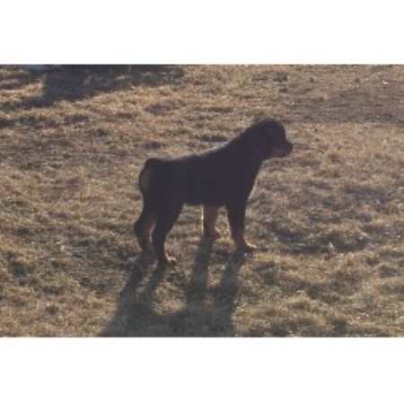 Rottweiler in Alberta