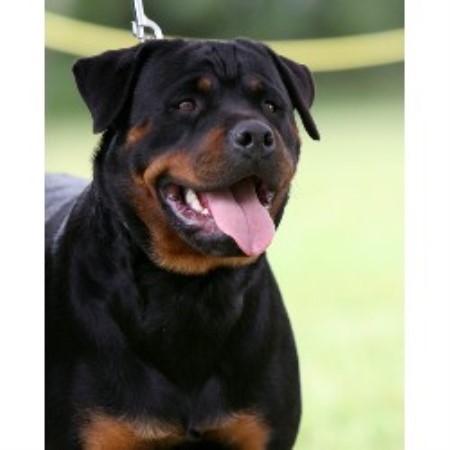 Rottweiler breeder in Alberta picture 2