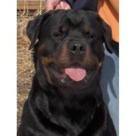 Rottweiler breeder in Carvel Alberta
