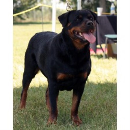 rottweiler rescue edmonton rottweiler puppies for sale in edmonton alberta edmonton breeds picture rottweiler rescue edmonton rottweiler puppies for sale in edmonton alberta edmonton breeds picture