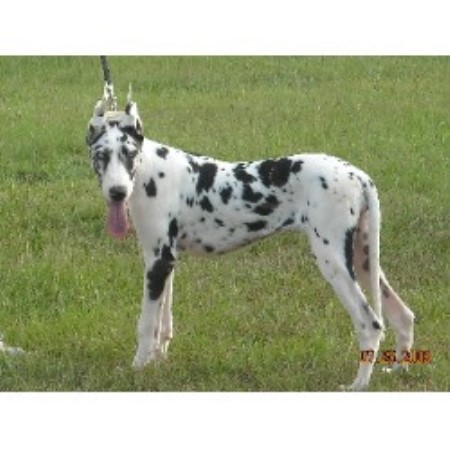 Great Dane in Texas picture 2
