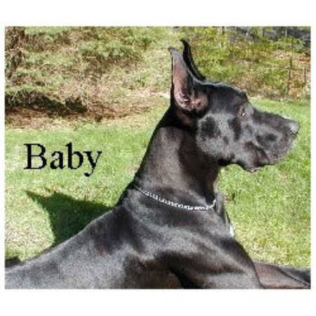 Great Dane Breeder in Shepherd, Texas