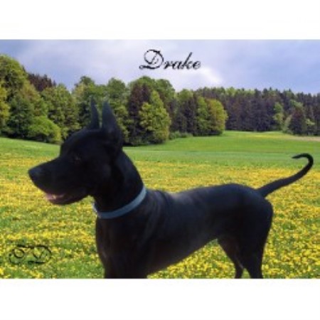 Great Dane breeder in Shepherd Texas