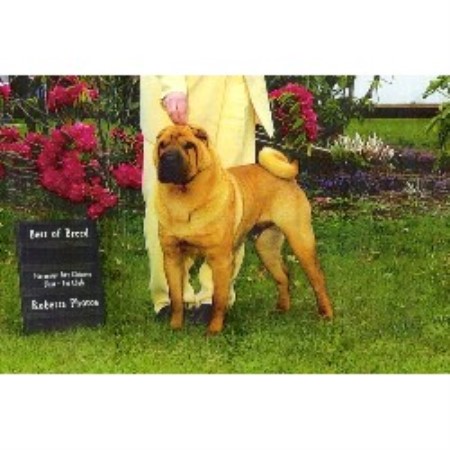 Chinese Shar Pei breeder in Newberg Oregon