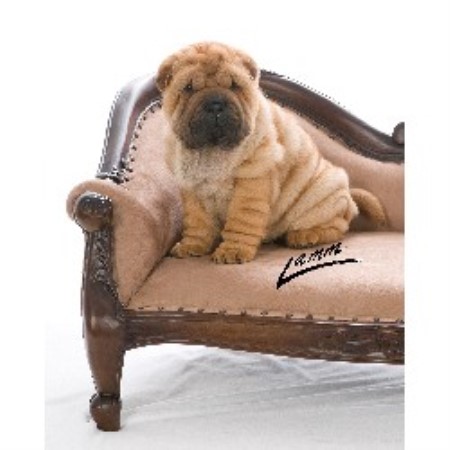 Chinese Shar Pei Breeder in Newberg, Oregon