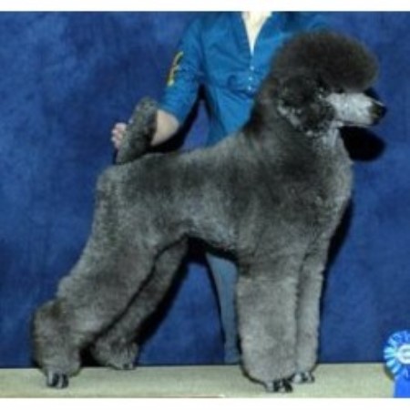Poodle Standard Breeder in Inver Grove Heights, Minnesota
