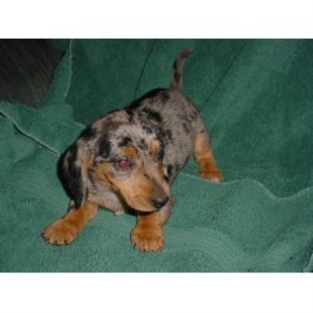 Doxie breeder in Michigan picture 2