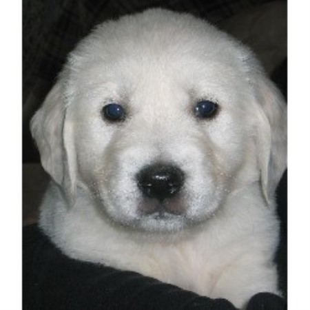 Golden Retriever in California picture 2