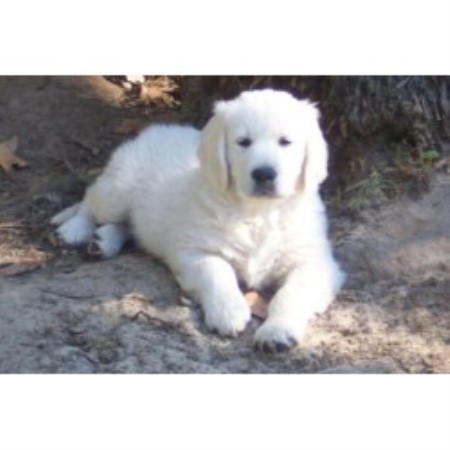 Golden Retriever breeder in California picture 2