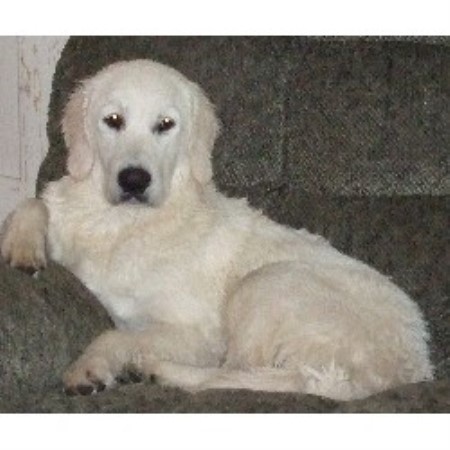 Golden Retriever breeder in Winton California