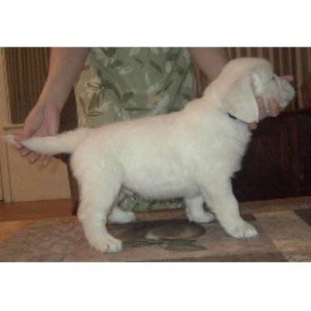 Golden Retriever in California