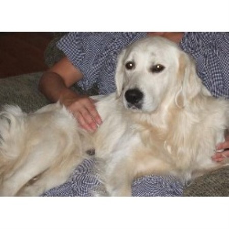 Golden Retriever Breeder in Winton, California